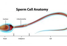 Shukranu Badhane Ke Gharelu Upay Shukranu Badhane Ke Upay - Sex Samasya