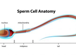 Shukranu Badhane Ke Gharelu Upay Shukranu Badhane Ke Upay - Sex Samasya